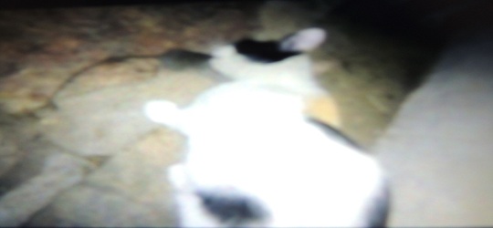 Situação de abandono, SAMU está virando moradia de rato - Imagem 1