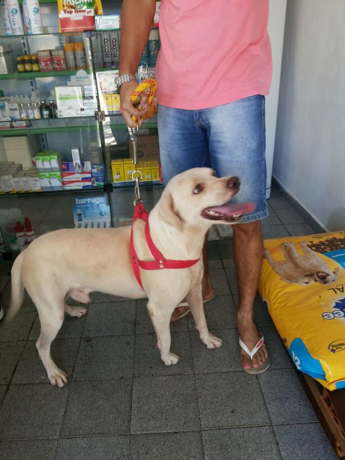 Agropet em nome do Dr. Lauro Weslley realiza o primeiro mutirão  - Imagem 7