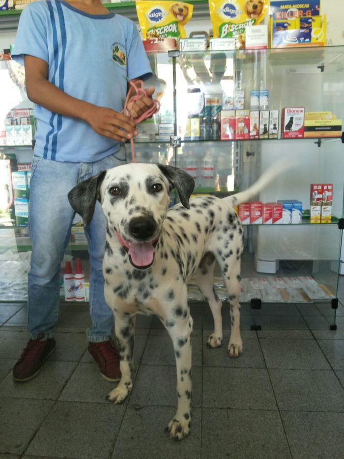 Agropet em nome do Dr. Lauro Weslley realiza o primeiro mutirão  - Imagem 4