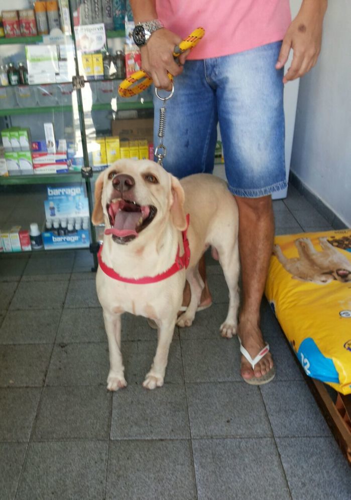 Agropet em nome do Dr. Lauro Weslley realiza o primeiro mutirão  - Imagem 1