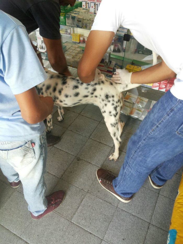 Agropet em nome do Dr. Lauro Weslley realiza o primeiro mutirão  - Imagem 2