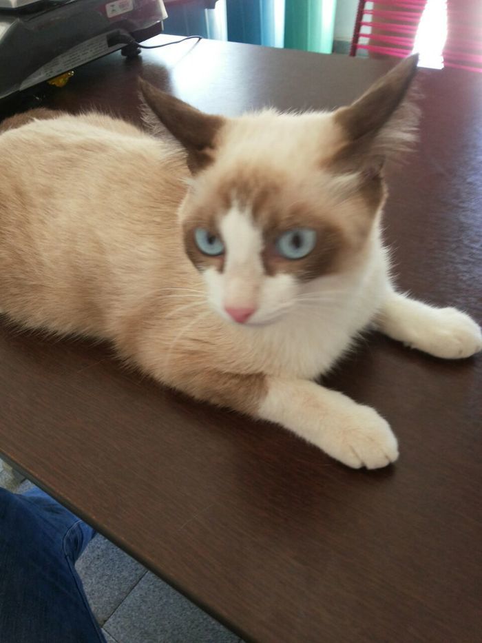 Agropet em nome do Dr. Lauro Weslley realiza o primeiro mutirão  - Imagem 3