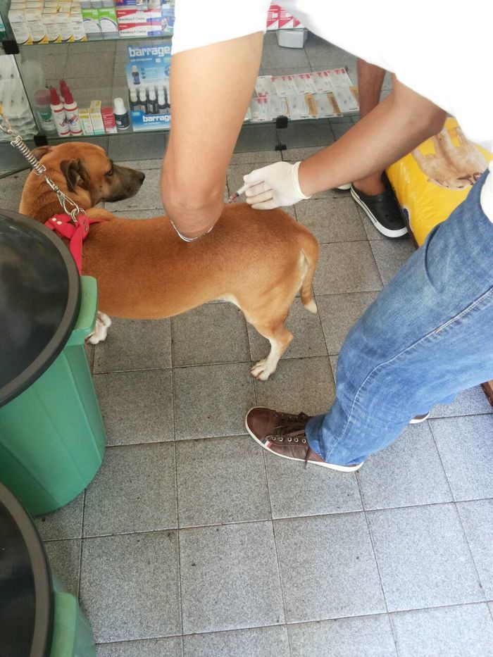 Agropet em nome do Dr. Lauro Weslley realiza o primeiro mutirão  - Imagem 6