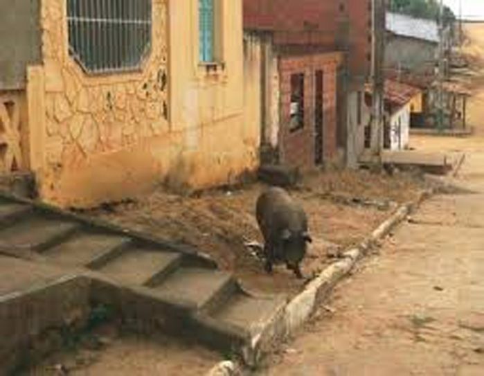 Campanha de conscientização (“Criação de Animais”) - Imagem 1