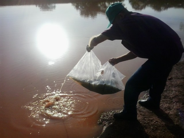 Prefeitura Distribui Alevinos nos Açudes de Ipiranga - Imagem 3