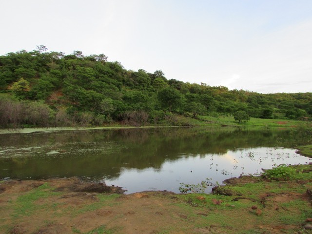 Prefeitura Distribui Alevinos nos Açudes de Ipiranga - Imagem 45