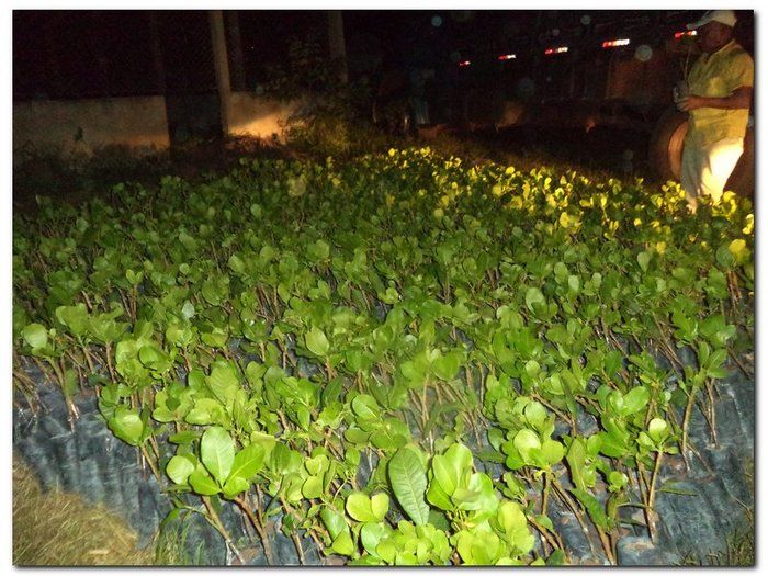 Secretaria Municipal de Agricultura distribui mudas de Cajueiros  - Imagem 4