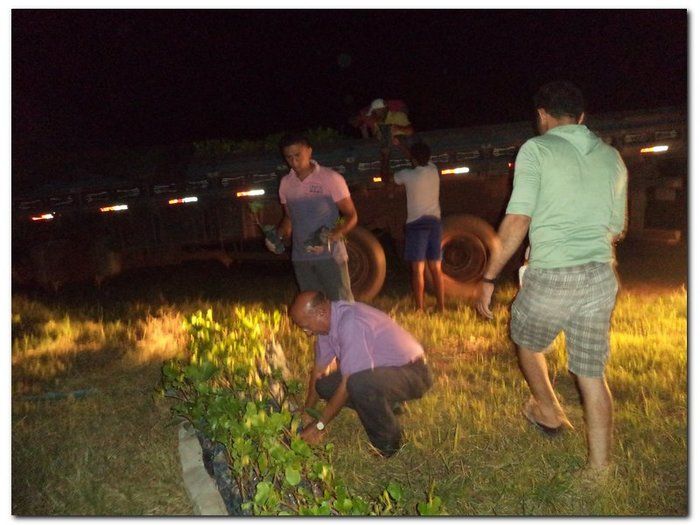 Secretaria Municipal de Agricultura distribui mudas de Cajueiros  - Imagem 3