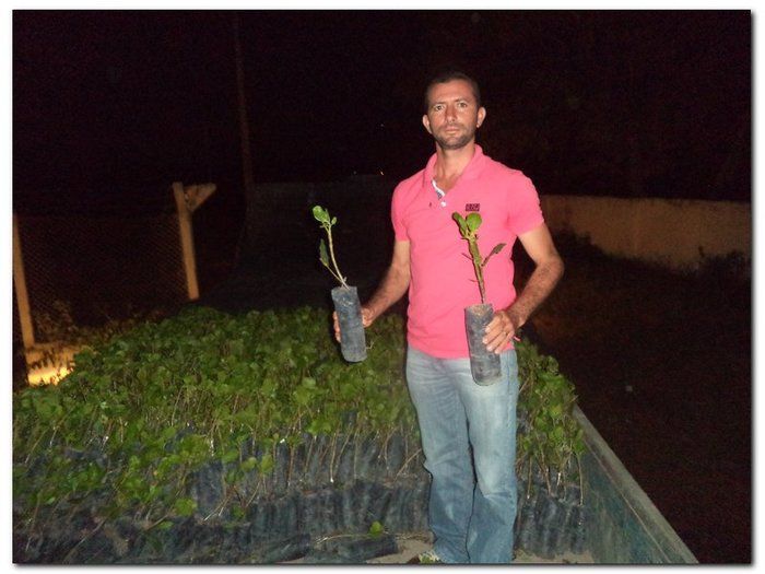 Secretaria Municipal de Agricultura distribui mudas de Cajueiros  - Imagem 1