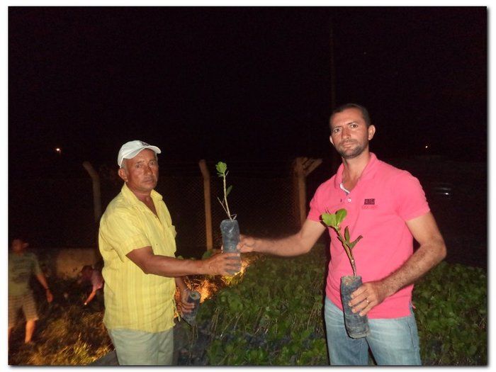 Secretaria Municipal de Agricultura distribui mudas de Cajueiros  - Imagem 6
