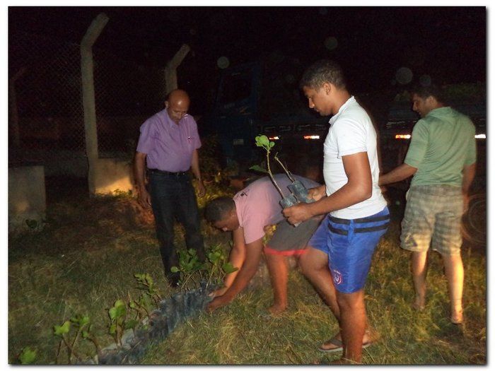 Secretaria Municipal de Agricultura distribui mudas de Cajueiros  - Imagem 2