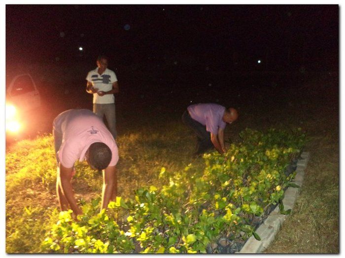 Secretaria Municipal de Agricultura distribui mudas de Cajueiros  - Imagem 5