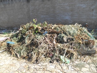 Combate ao Aedes Aegypit - Imagem 32