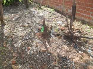 Combate ao Aedes Aegypit - Imagem 11