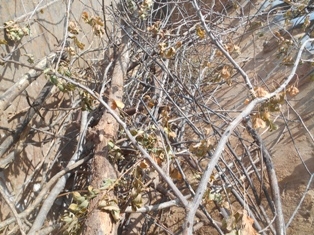 Combate ao Aedes Aegypit - Imagem 13