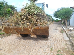 Combate ao Aedes Aegypit - Imagem 7