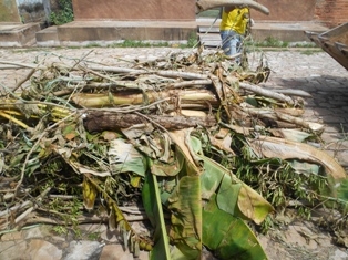 Combate ao Aedes Aegypit - Imagem 22