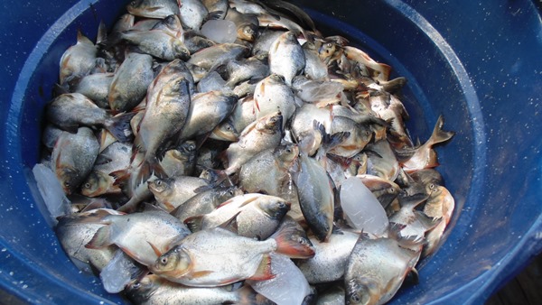 Moradores de Santo Inácio recebem peixes para a Semana Santa - Imagem 7