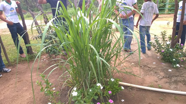 Escola Municipal Liberato Vieira Realiza Aula de Campo - Imagem 52