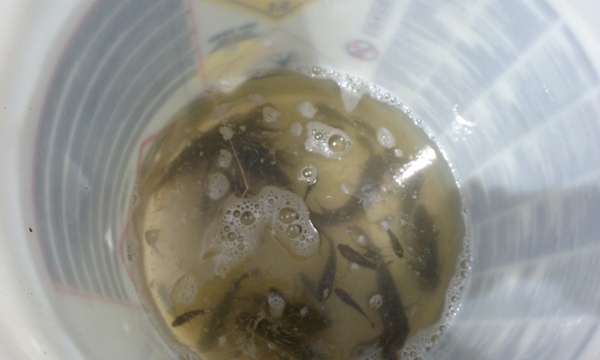 Prefeito de Lagoinha recebe Avelinos do DNOCS - Imagem 1