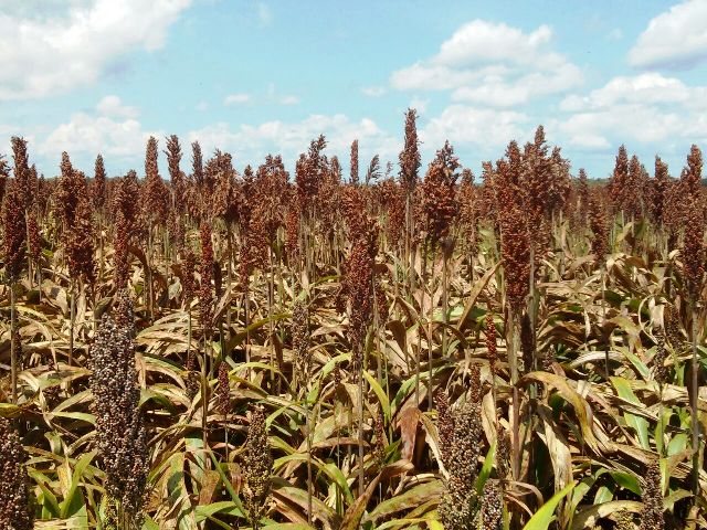 AGROBARRAS se prepara para colheita de milho, soja e sorgo - Imagem 4