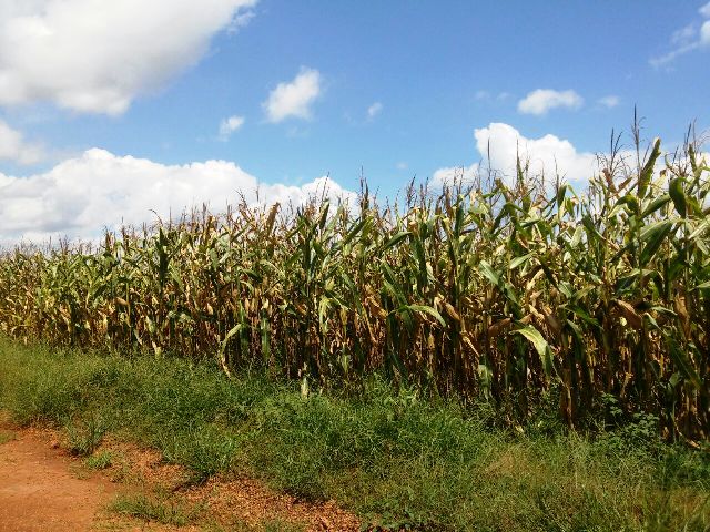 AGROBARRAS se prepara para colheita de milho, soja e sorgo - Imagem 1