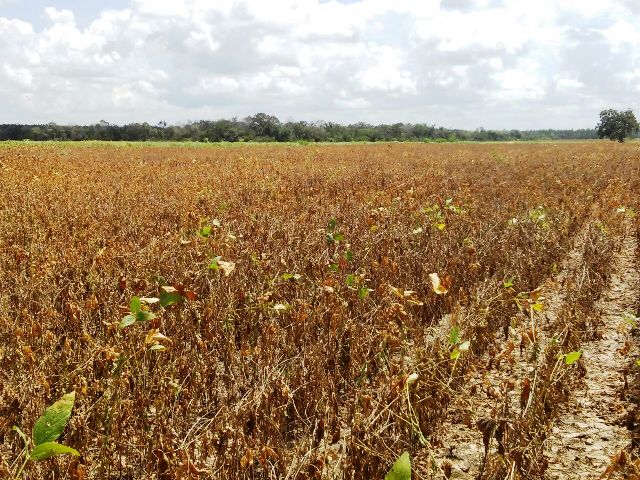 AGROBARRAS se prepara para colheita de milho, soja e sorgo - Imagem 5