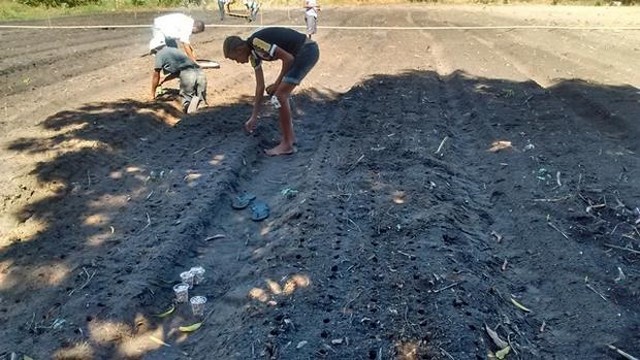 Prefeitura e EMBRAPA Desenvolvem Projeto Para Produção de Alho - Imagem 2