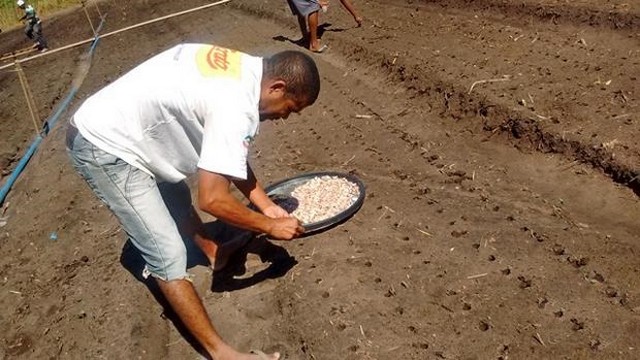 Prefeitura e EMBRAPA Desenvolvem Projeto Para Produção de Alho - Imagem 4