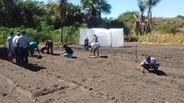 Prefeitura e EMBRAPA Desenvolvem Projeto Para Produção de Alho - Imagem 10