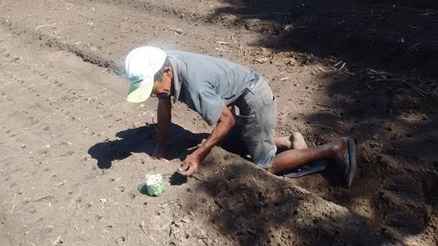 Prefeitura e EMBRAPA Desenvolvem Projeto Para Produção de Alho - Imagem 3