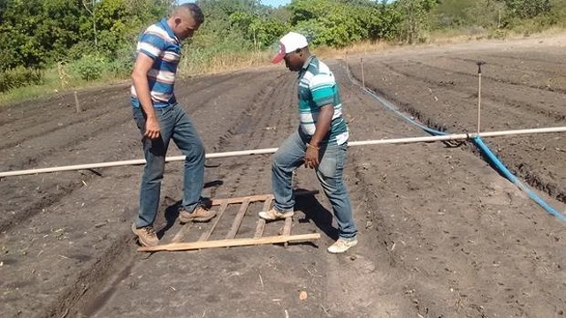 Prefeitura e EMBRAPA Desenvolvem Projeto Para Produção de Alho - Imagem 5