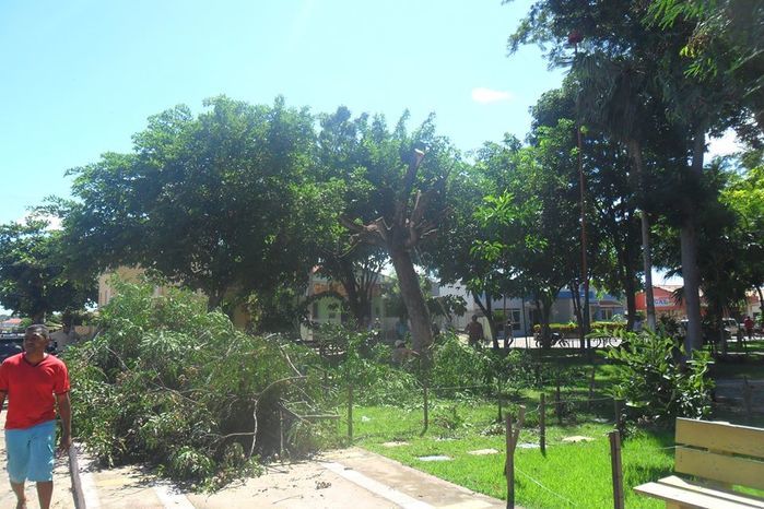 Árvores com risco de queda são retiradas da Praça Monsenhor Boson - Imagem 1