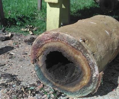 Árvores com risco de queda são retiradas da Praça Monsenhor Boson - Imagem 3