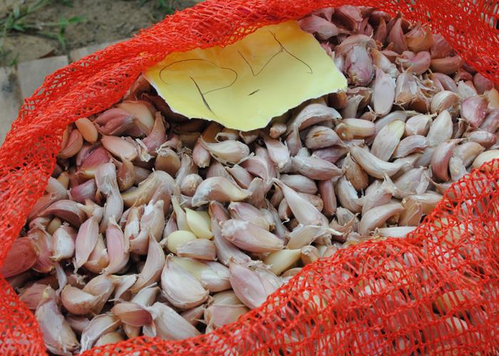 13ª edição do Festival de Inverno poderá ficar na história  - Imagem 2