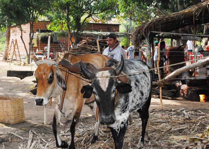 Praça lota e público interage com Gal Costa, na sexta de festival - Imagem 21