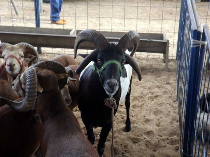 Mais um sucesso consolida de vez a EXPOEIRAS - Imagem 1