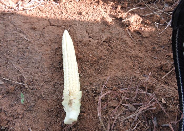 Perdas agrícolas ultrapassam os 70% em Pedro II  - Imagem 2