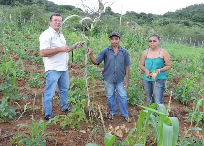 Perdas agrícolas ultrapassam os 70% em Pedro II  - Imagem 1