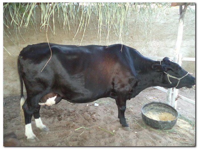 Comunidade inhumense comemora o aniversário da Cidade - Imagem 3