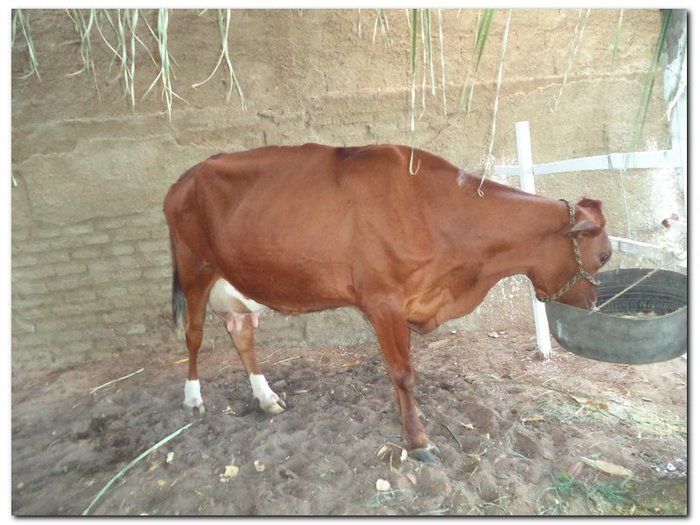 Comunidade inhumense comemora o aniversário da Cidade - Imagem 5