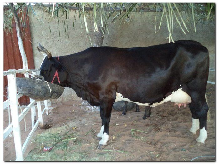 Comunidade inhumense comemora o aniversário da Cidade - Imagem 2