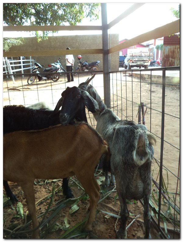 Comunidade inhumense comemora o aniversário da Cidade - Imagem 21