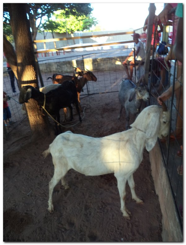 Comunidade inhumense comemora o aniversário da Cidade - Imagem 8