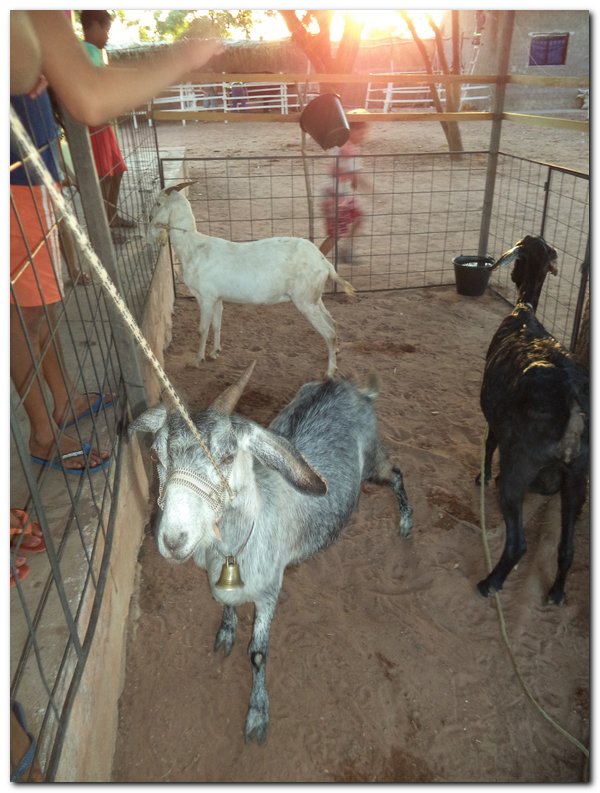 Comunidade inhumense comemora o aniversário da Cidade - Imagem 7