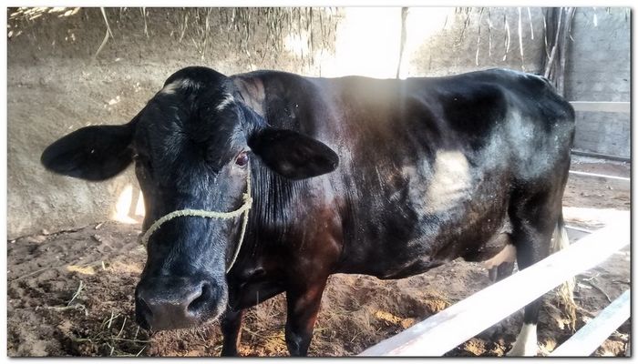 População de Inhuma festeja 62º aniversário da cidade - Imagem 9