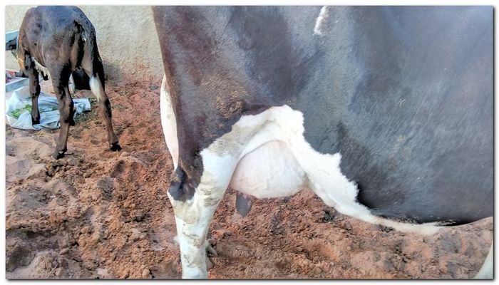 População de Inhuma festeja 62º aniversário da cidade - Imagem 18