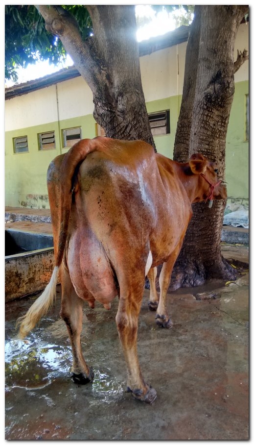 População de Inhuma festeja 62º aniversário da cidade - Imagem 10