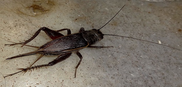 Grilos invadem residências e incomodam população - Imagem 1