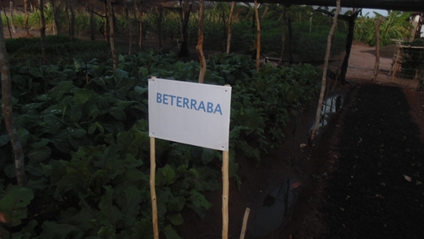 Feira agrícola é realizada com sucesso em Santo Inácio  - Imagem 14